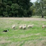 Pope Leo Calls Catholic Educators to Form “Souls, Not Just Scholars”